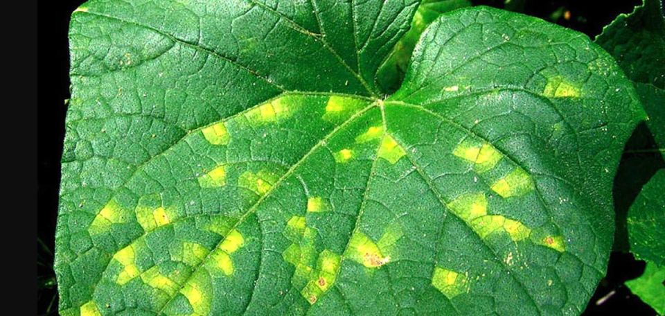 ������������ � �������: ��� ������ ������ �� 72 ����