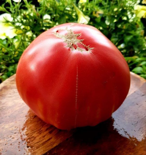 ����� ������� �����: ������ ����������� ������ � ���������� ������