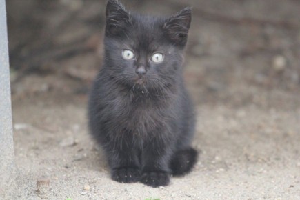 В выходные костромичей прокатят на погодных американских горках