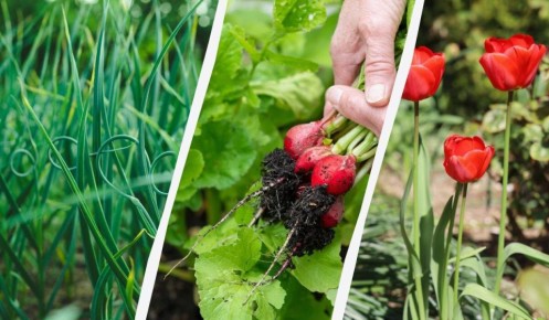 ��� ��������� ���� ������: ������ �������� ��� ������� � �����