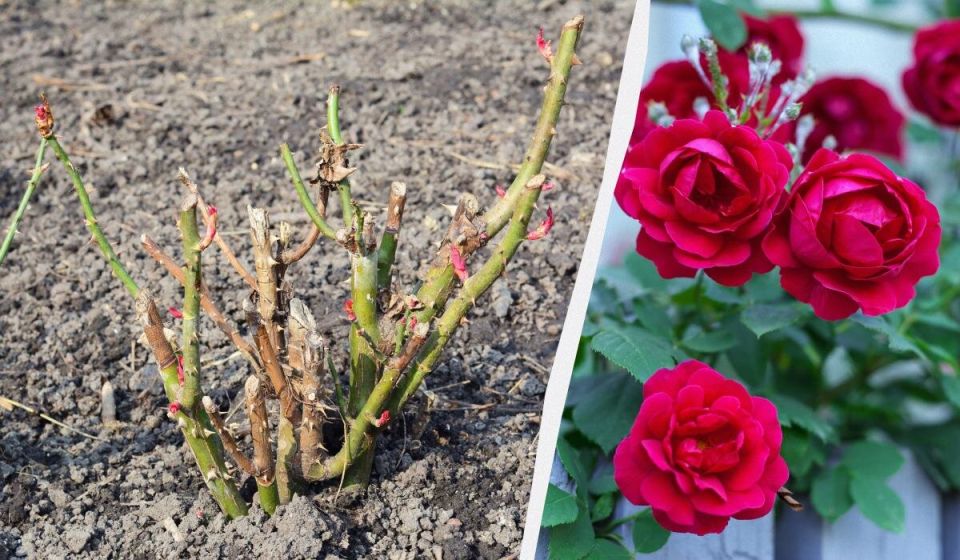 ����� ����� ��������� ���� ������, ����� ��������� �������� ��������