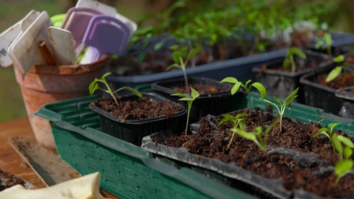 ����� ���������� �����: ������� ����������� ��� �� ������� ���������