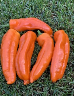 ����� ���������: ����� ����� ��� ������ �������