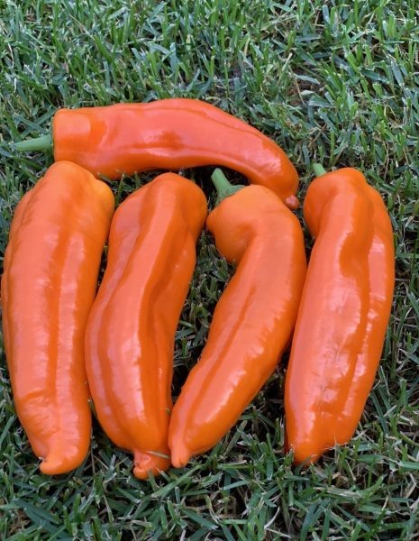 Перец Пиккадили: яркий выбор для вашего огорода