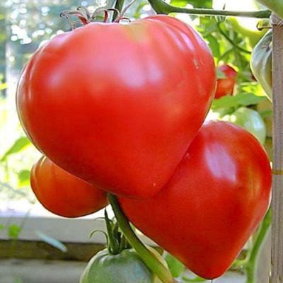 ����� ������ �� ������: ������ ������ � ����� ����