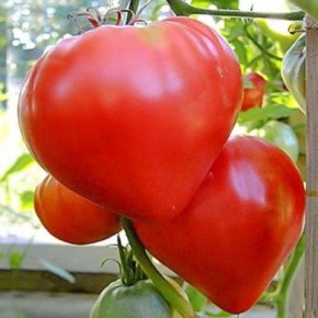 ����� ������ �� ������: ������ ������ � ����� ����