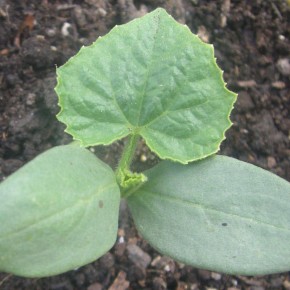 Как обрести успех в выращивании огурцов: ошибки и полезные советы