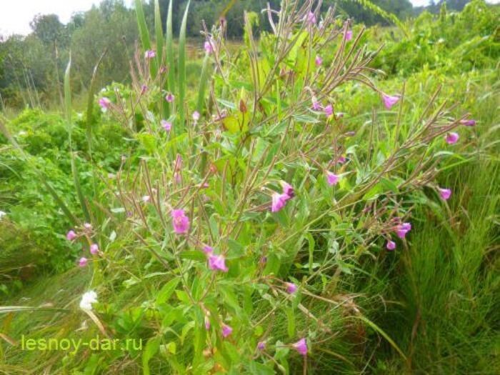 ������ ����������: ������� � ����������� ����������� ��������