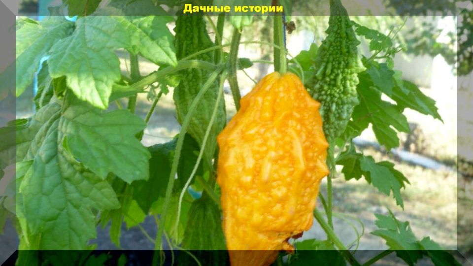 ���������: ������������ ����� � ������ �������, ���������� ������ ���������