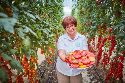 Секреты успешного урожая томатов: от сорта до ухода за растениями