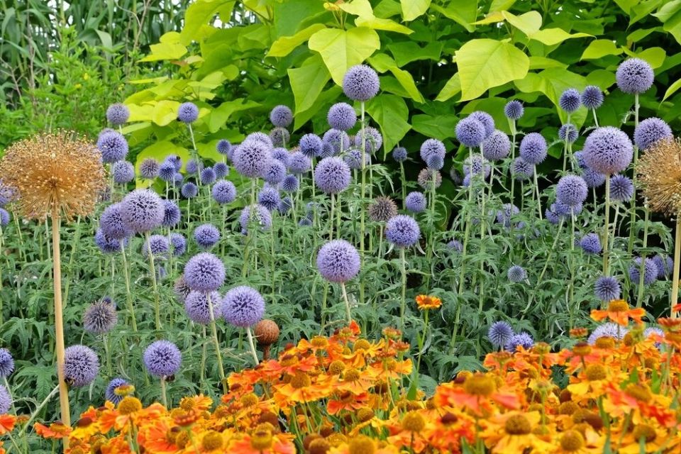 ��������� ������� �������: ���������� ������������ ��� ������ ��������