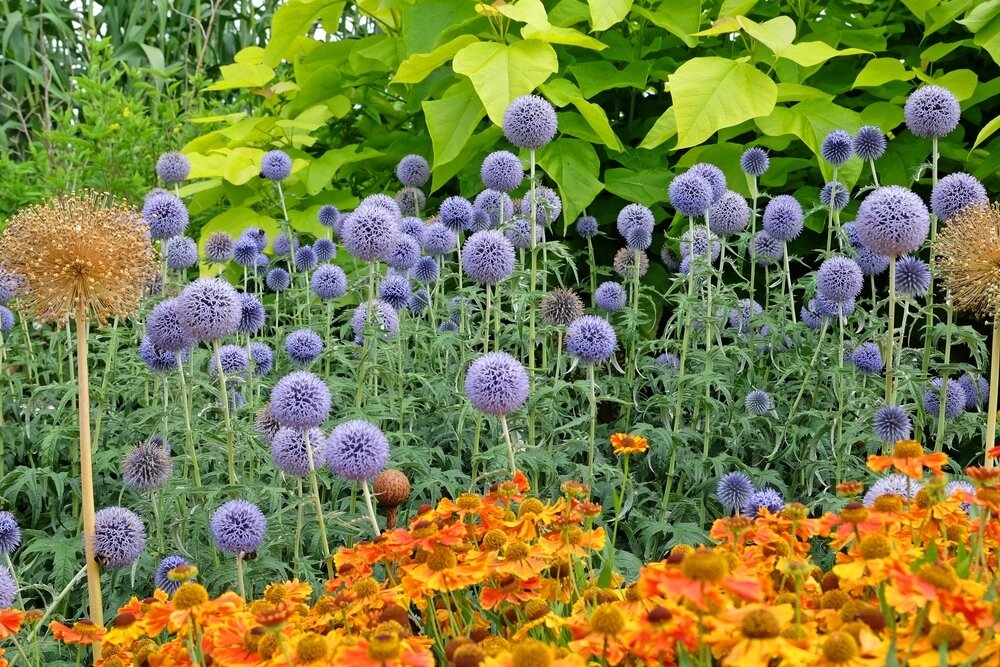 Искусство садовых бусинок: прекрасные многолетники для вашего цветника