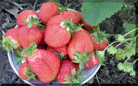 Как вырастить клубнику: 85 вопросов и ответов от садоводов