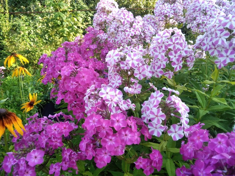 ��� �������� �������� �������: �������� ������ ��� ���������