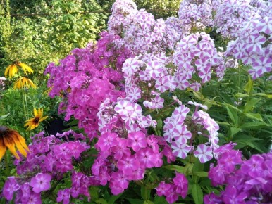 Как продлить цветение флоксов: полезные советы для садоводов