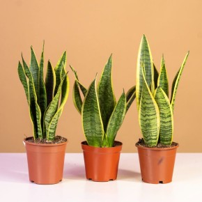 Комнатные растения, которые преобразят вашу спальню