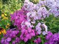 Как продлить цветение флоксов: полезные советы для садоводов