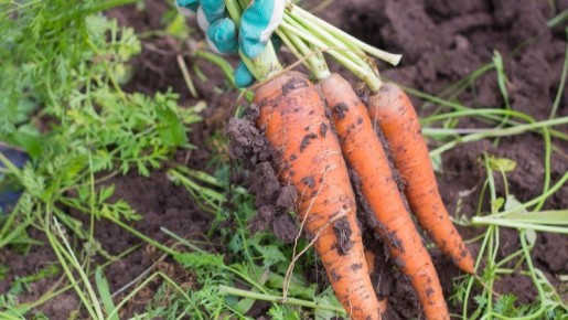 Как обеспечить моркови идеальные условия для роста в июле