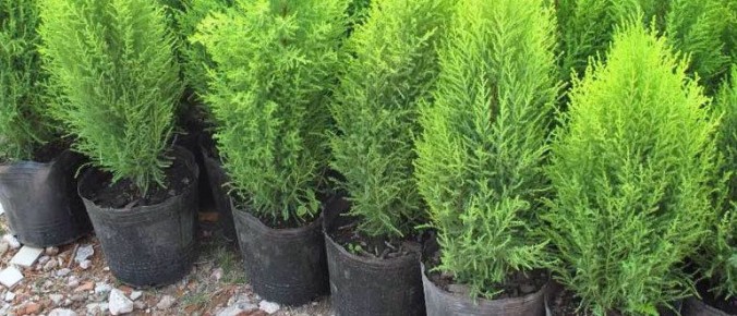 �������� �������: ������� ����������� ��� ��� ������ ������