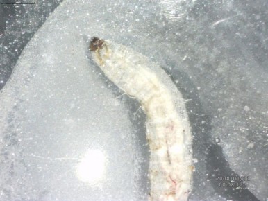 ������ �������: ����������� ����� ������ �� ����������