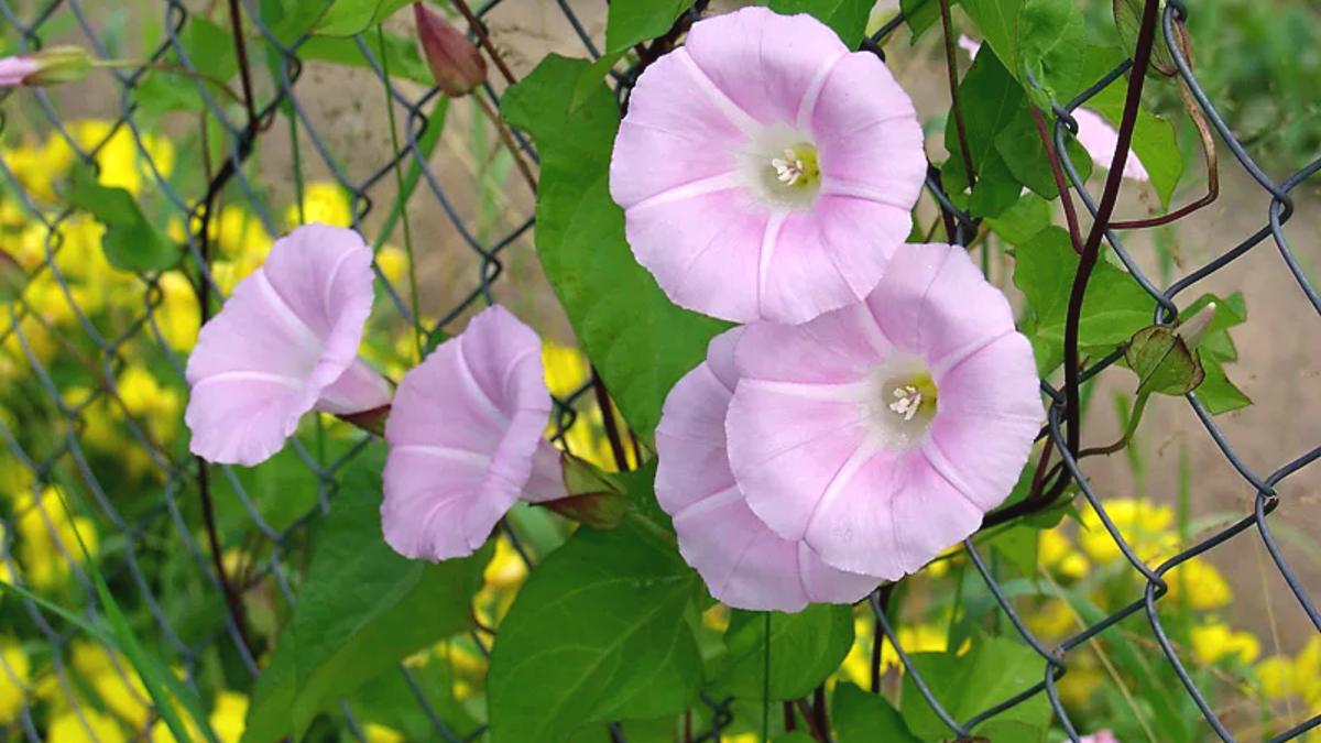 Растения-головная боль: что стоит избегать на даче