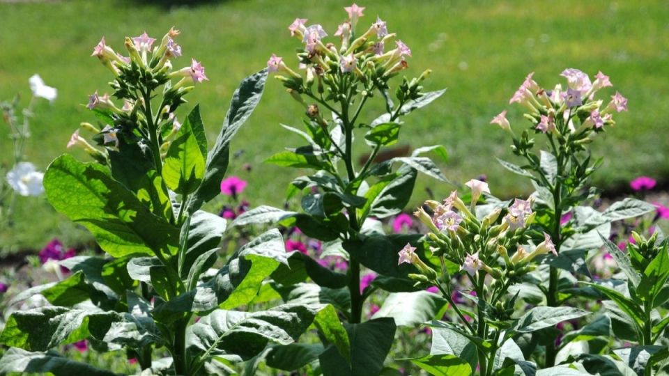 ����� ��� ��������� ����������: ������� ������ ����