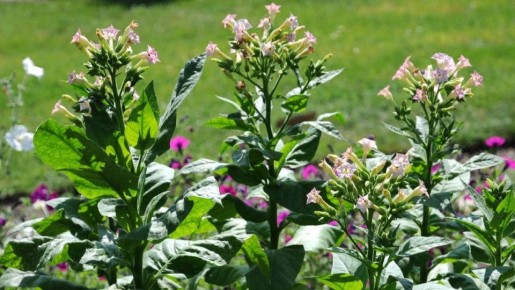 Табак как природный инсектицид: секреты защиты сада