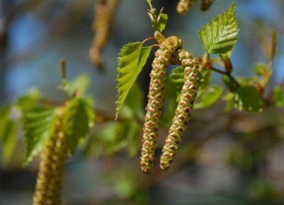 Три опасные деревья, которые лучше не сажать на своем участке