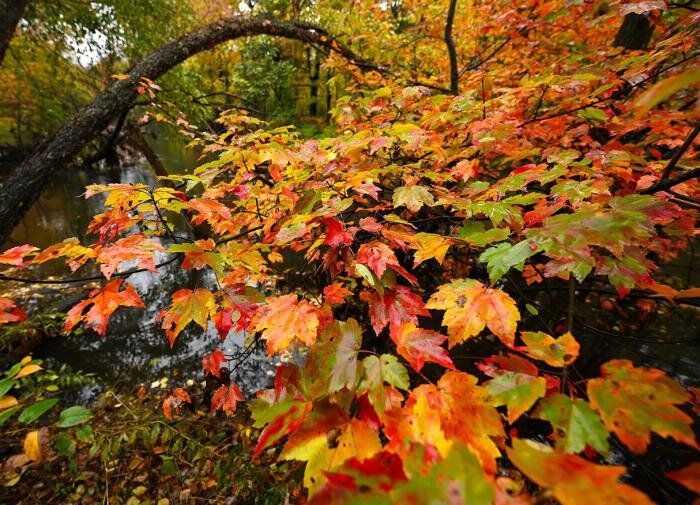 Как использовать осеннюю листву с пользой для вашего огорода