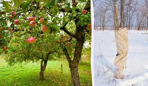 ����������� ������� ������� ������ �� ����: ������ �� ������� � ��������