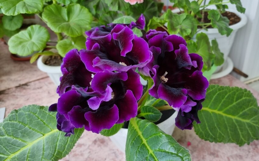 Секреты пышного цветения глоксиний на вашем подоконнике