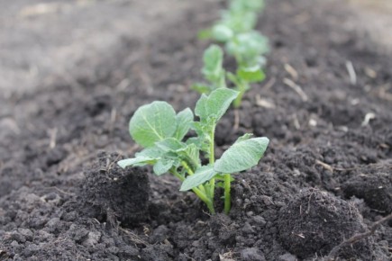 ����� �� ��������� �������� ��� ������?