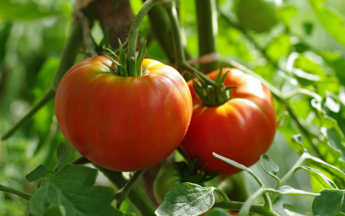 Как выбрать правильного соседа для томатов: секреты успешного севооборота