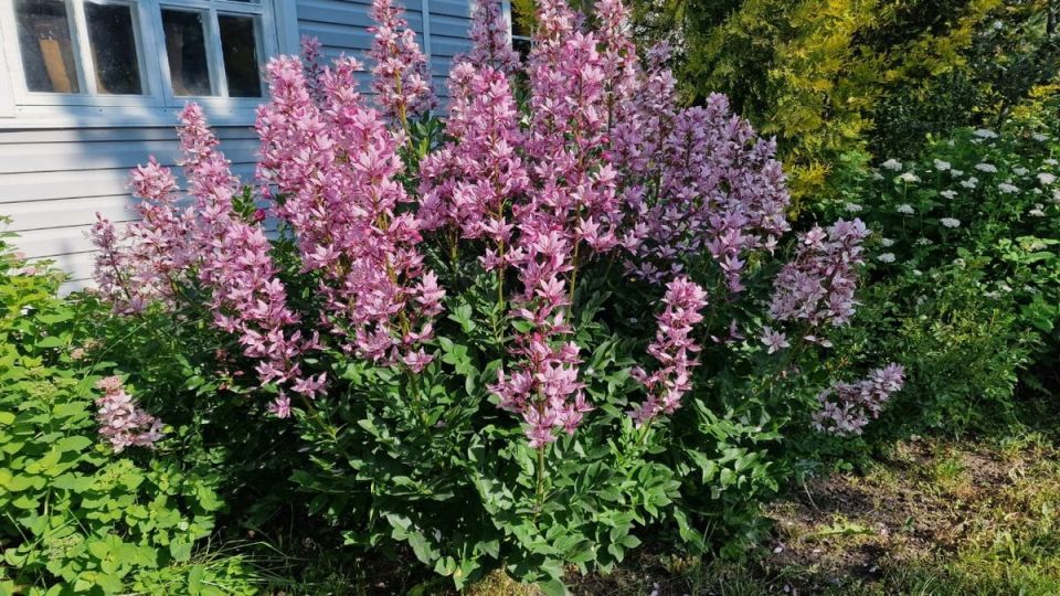 Цветение опасного ясенца: красота и предостережения в северных садах