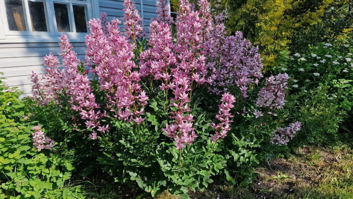 Цветение опасного ясенца: красота и предостережения в северных садах