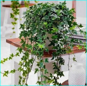 Комнатный плющ: секреты ухода за зеленым покорителем вашего интерьера