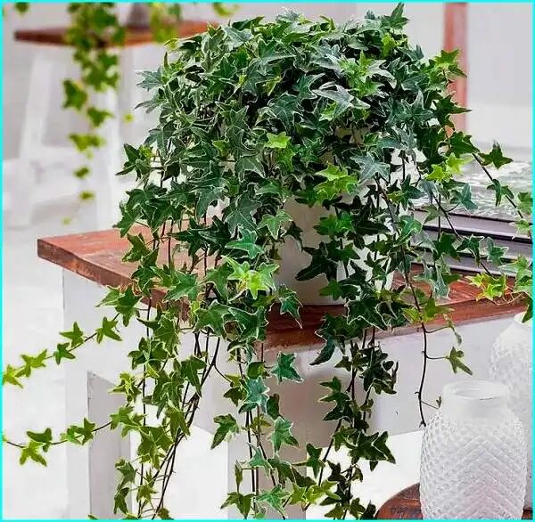 Комнатный плющ: секреты ухода за зеленым покорителем вашего интерьера