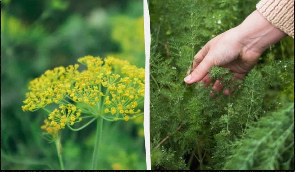 Почему дачники раскидывают укроп по грядкам перед зимой