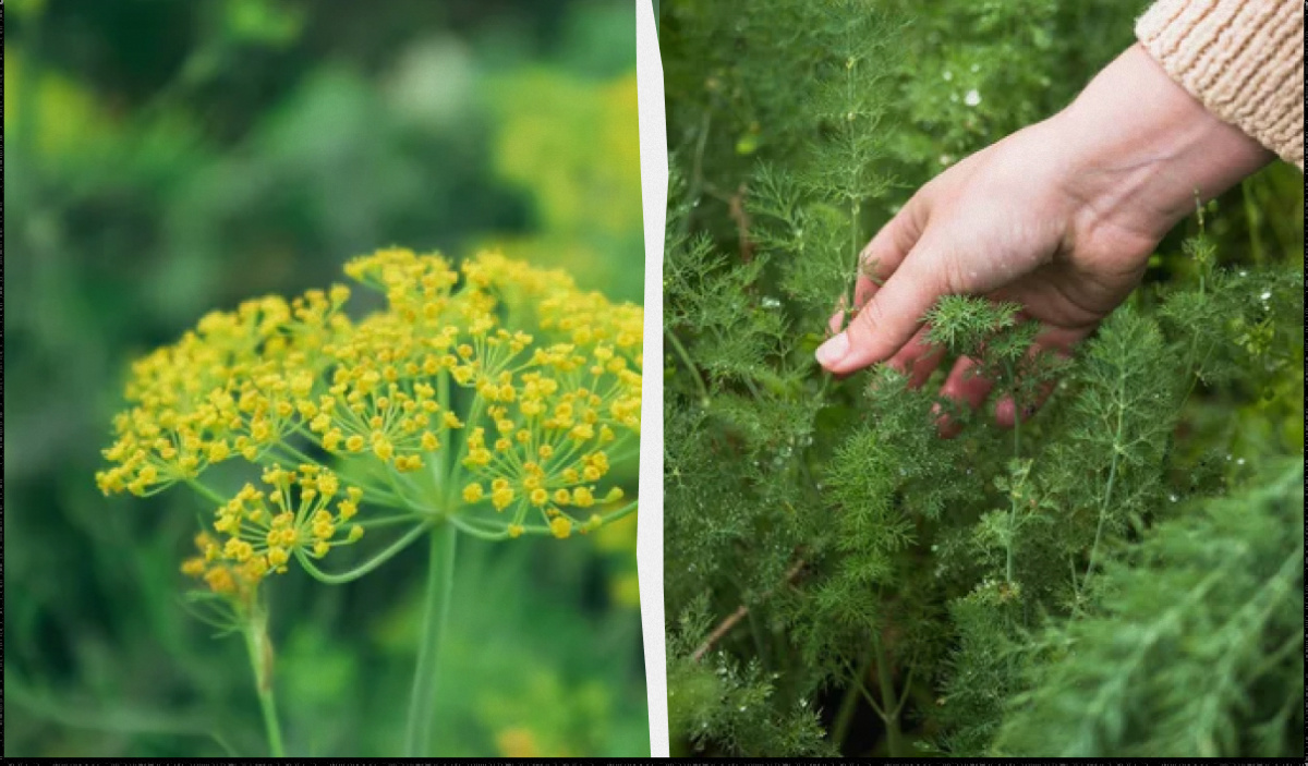 Почему дачники раскидывают укроп по грядкам перед зимой