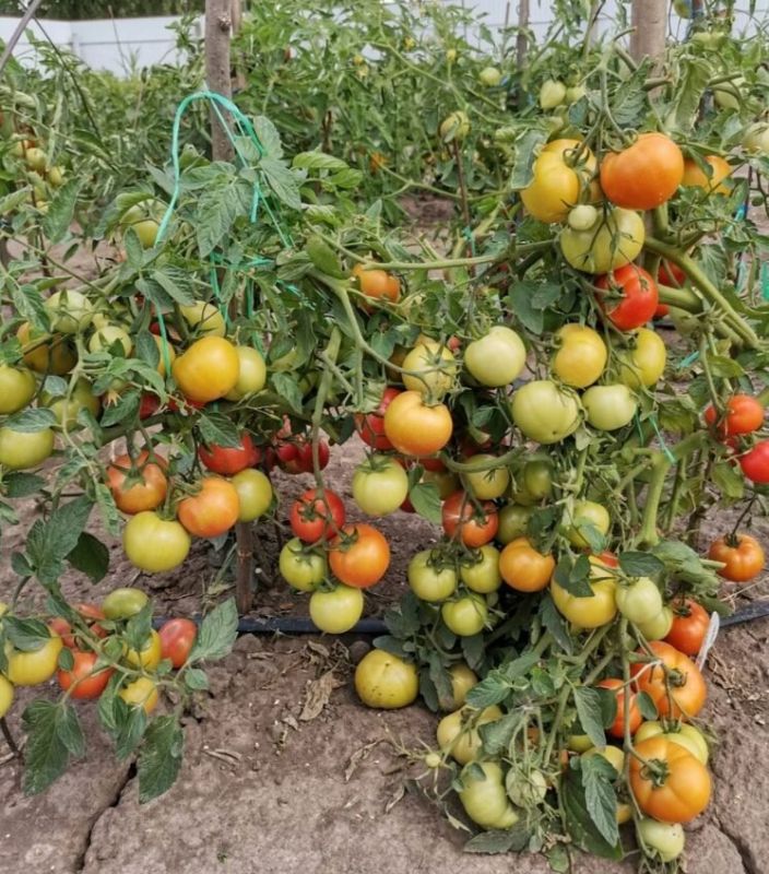 ��� ������� �������� ������: ������� �������� �������