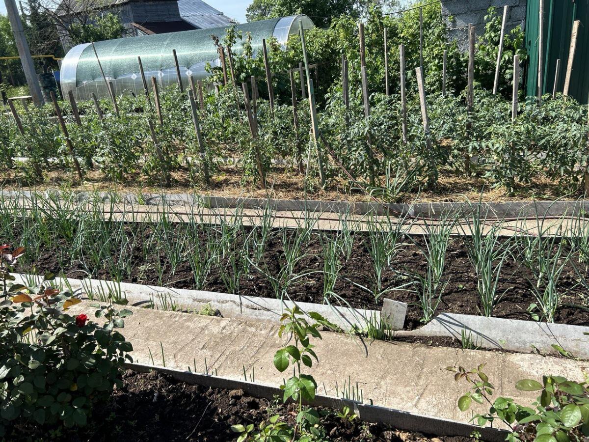 5 вещей на даче, которые незаметно губят ваш урожай