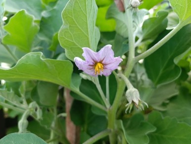 Как спасти баклажаны от хлороза: простой план на три дня