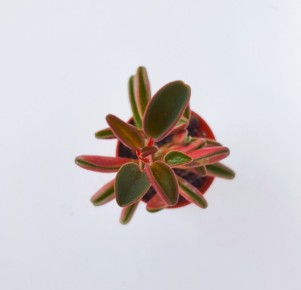 ���������: ������������ ��� �����������, � ������� ����� �����