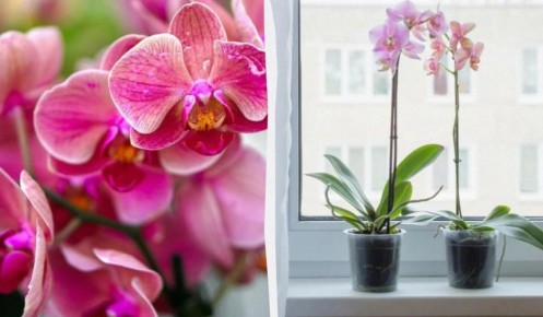Как выбрать идеальную орхидею для вашего дома: советы от эксперта