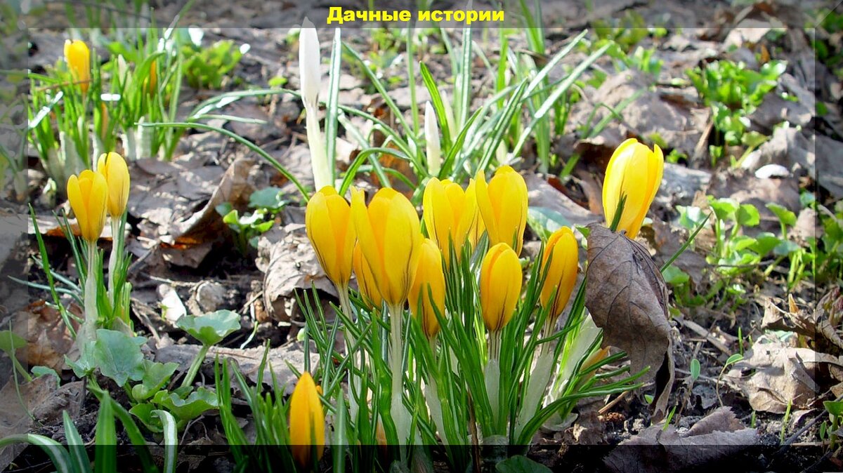 Весенние ошибки садоводов: научитесь их избегать