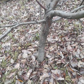 Деревья на морозе: как побелка в ноль градусов защитит растения