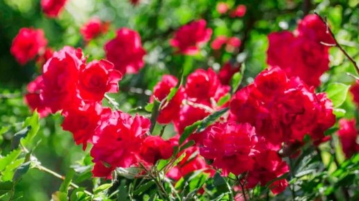 Как аптечный магний спас мои розы: удивительные результаты за копейки