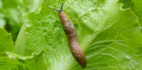 Эффективные методы борьбы со слизнями в саду