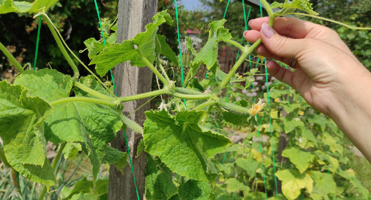 Как вернуть огурцам жизнь: советы по уходу в августе