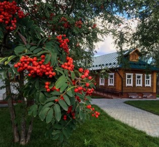 5 деревьев, которых стоит избегать в вашем саду